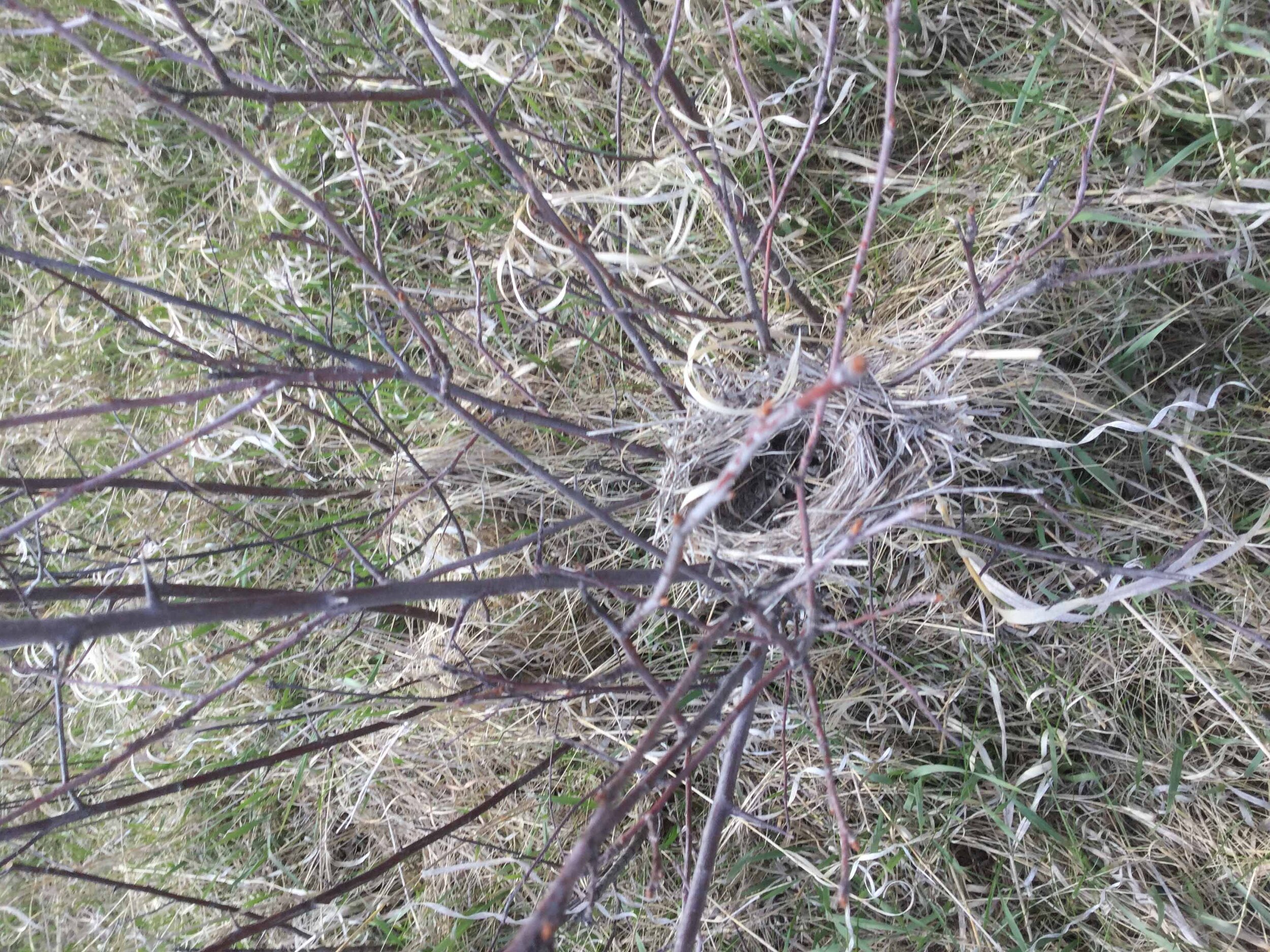 Heendah Hills bird nest.JPG