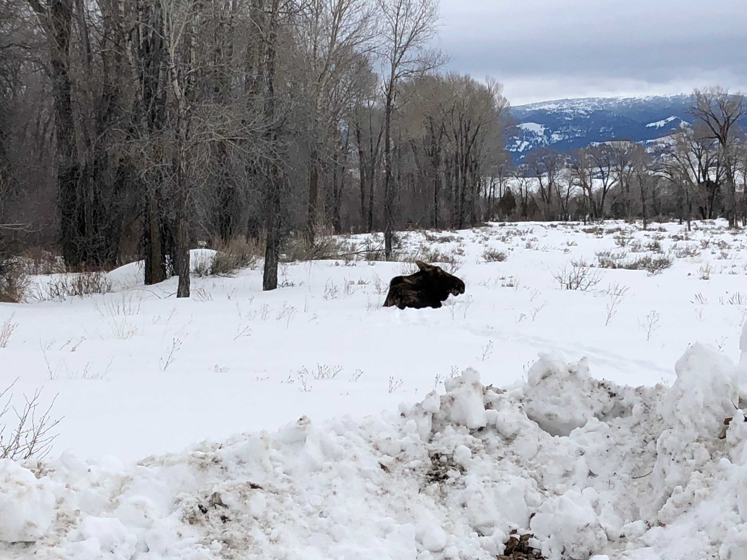 Moose in backyard near Jackson Hole.jpg