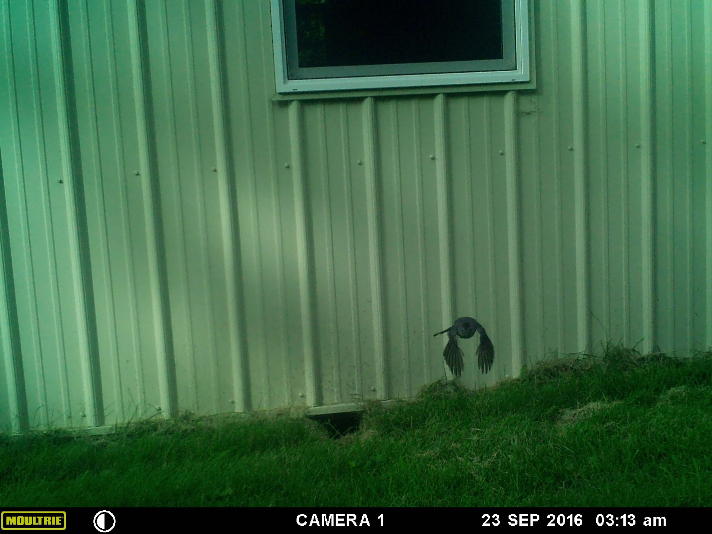 Cat bird caught on game cam.jpg