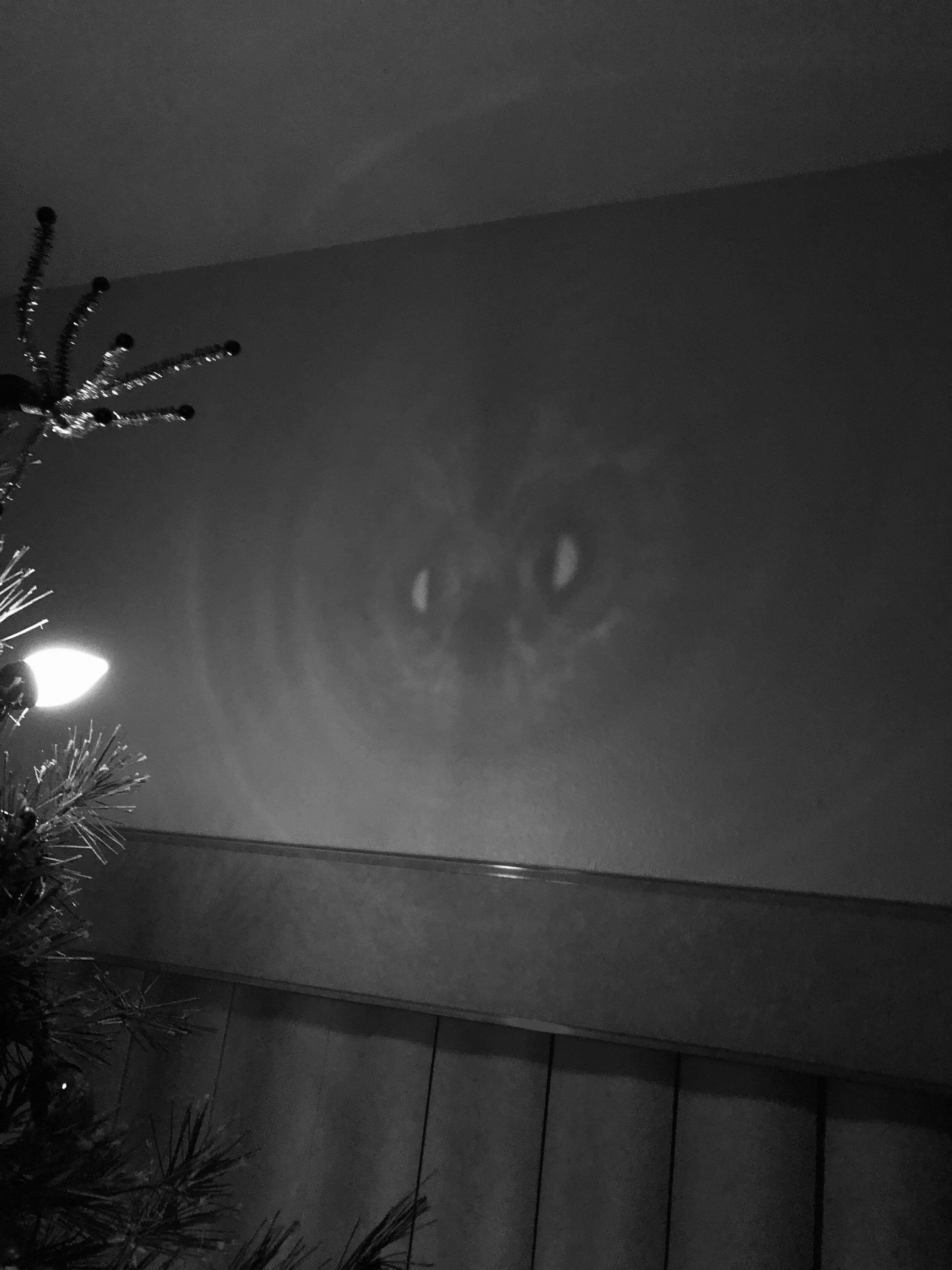 Image of owl on wall from Xmas lights.jpg