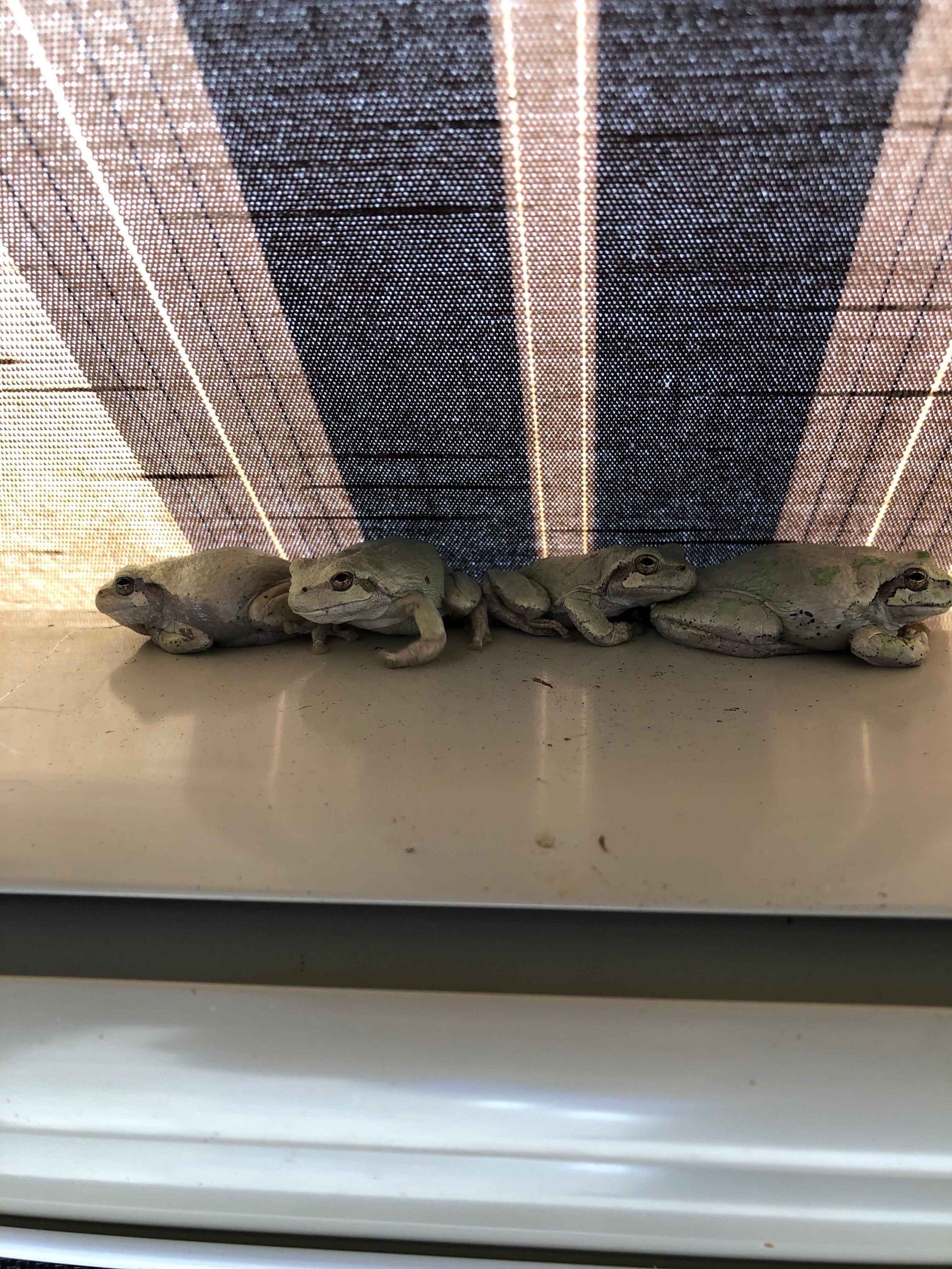 Tree frogs on awning.jpg