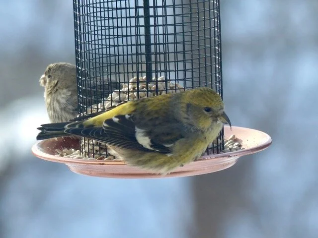 WWCR MyHouse2 14Feb2021.jpeg