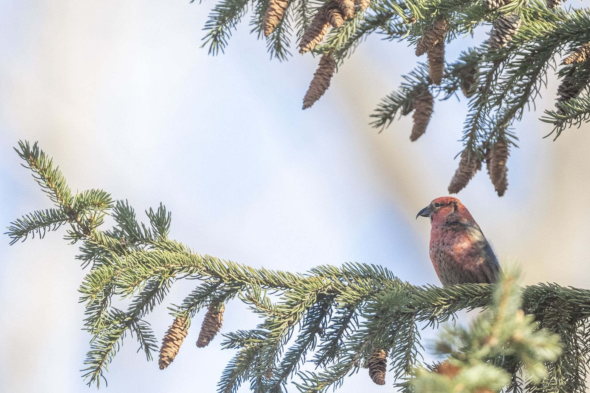 White-winged Crossbill Loxia leucoptera-.jpg