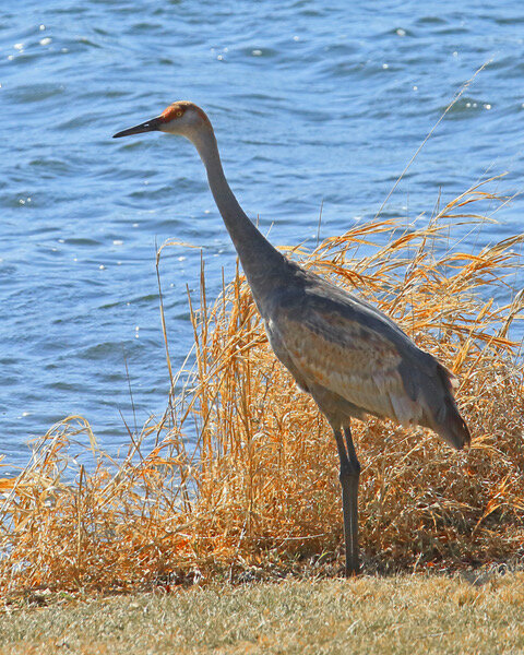 Sandhill Crane-4158VL.jpeg