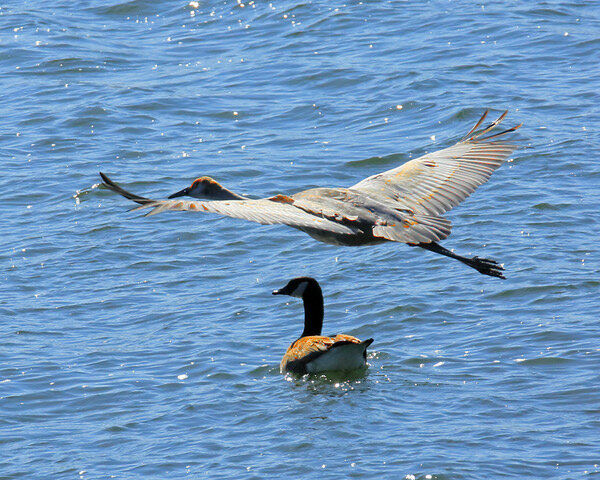 Sandhill Crane-4169L.jpeg