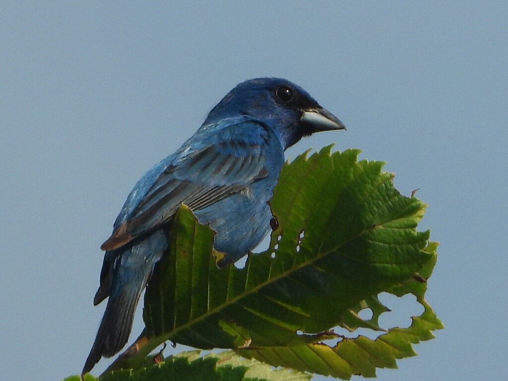 Indigo Bunting Owego 7.22.21 JN 01 RSCN4446.jpg