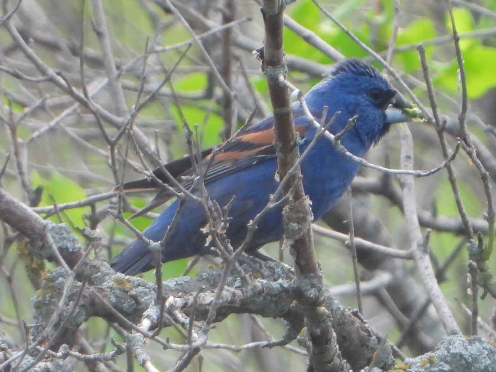 Blue Grosbeak Owego 7.22.21.jpg