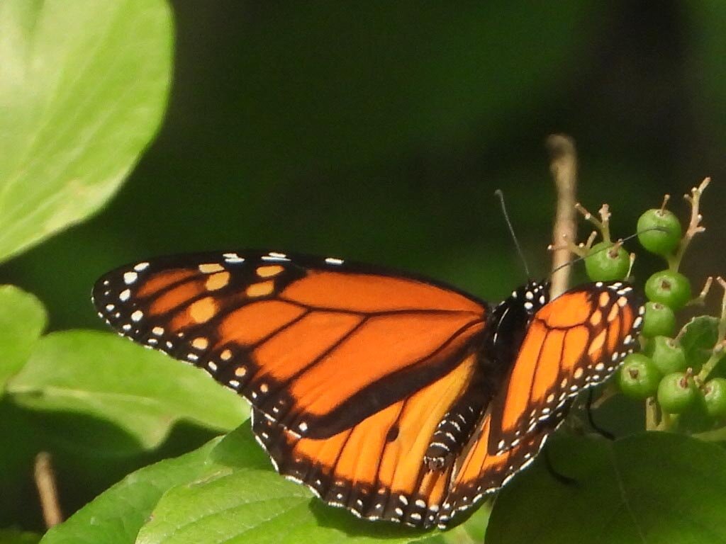 Monarch Buttefly Owego 7.22.21.jpg