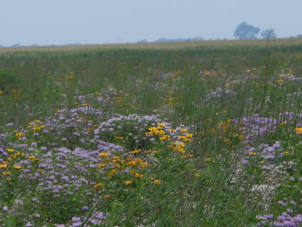 Prairie Flowers Owego 7.22.21.jpg