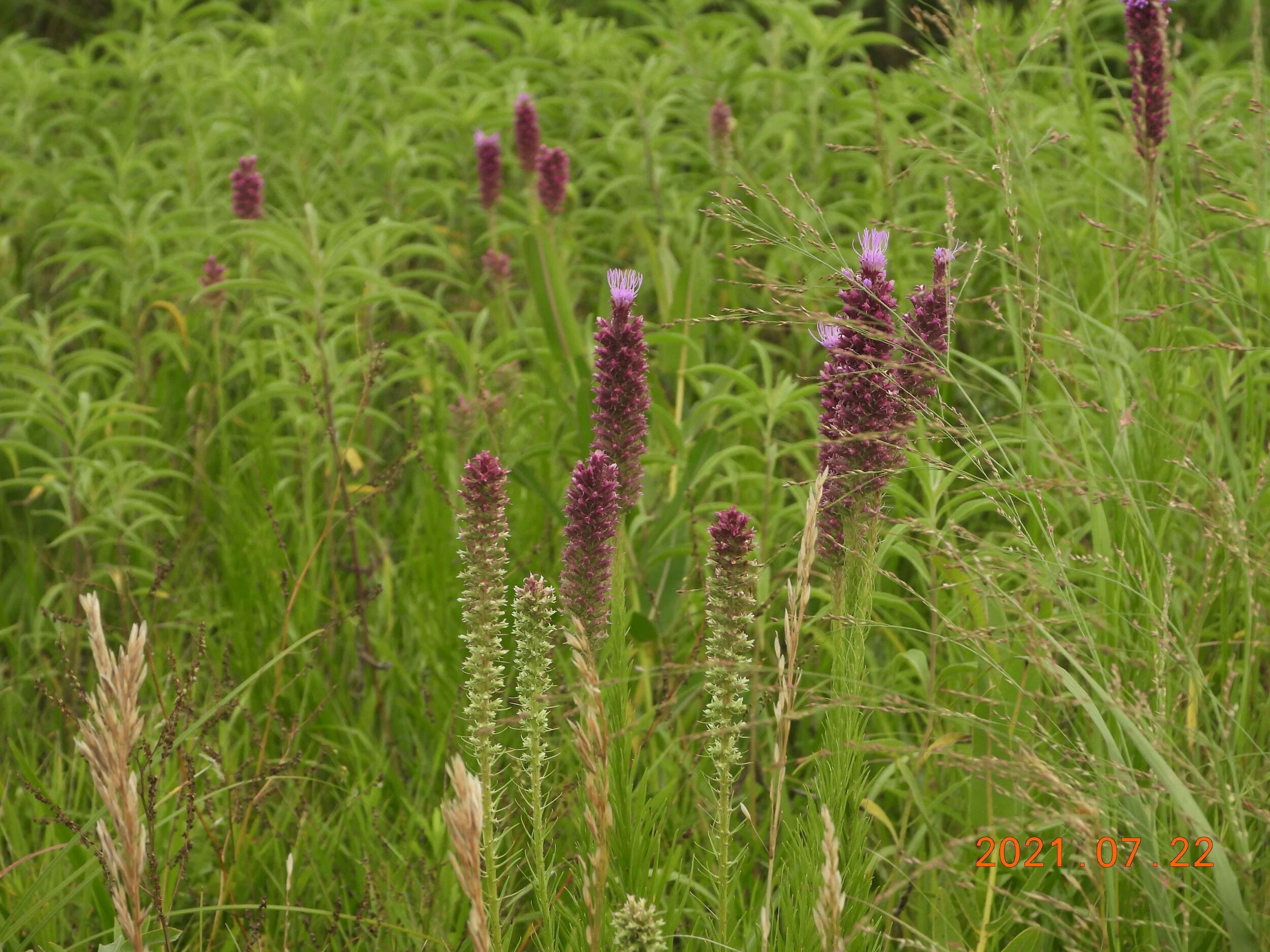 Blazing Star Owego 7.22.21.jpg