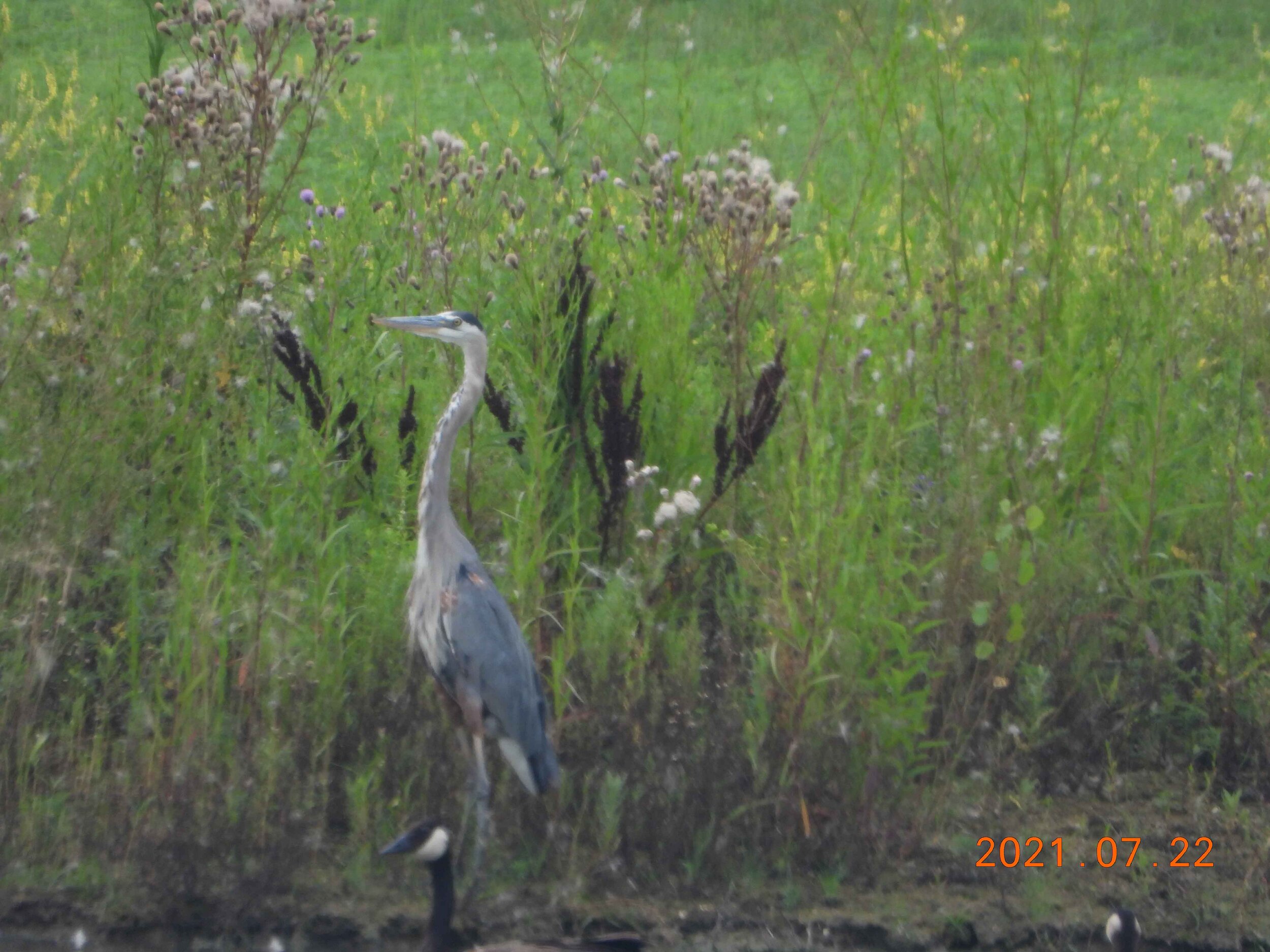 Great Blue Heron .LWAN 7.22.21.jpg