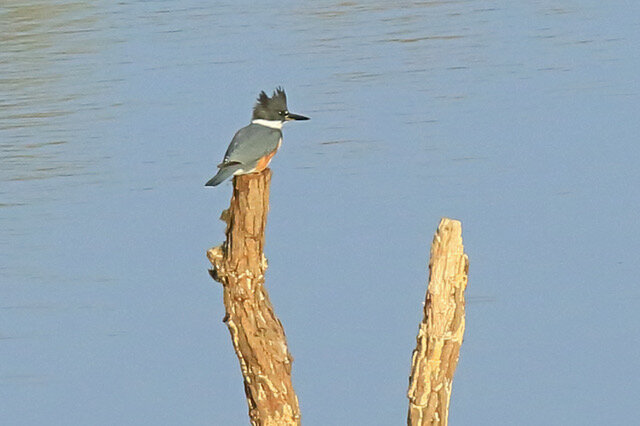 2-Belted Kingfisher-1404L.jpeg