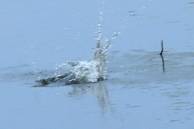 6-Kingfisher Water Dive-1425L.jpeg