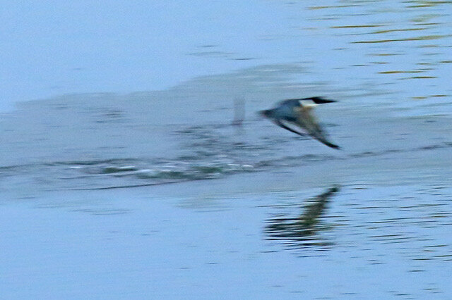 7-Kingfisher Enpty Again-1427L.jpeg