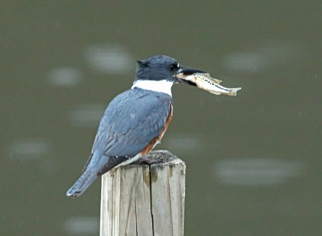 10-Kingfisher & Fish-9403L.jpg