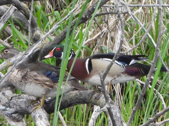 8 Wood Duck Pair DeSoto National WR  5.7.21 JN RSCN3355.jpg