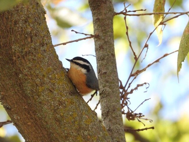 Red Breasted Nuthatch 1.jpg