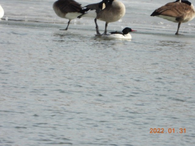 C.Merganser Blue Lake 1.31.22 JN 01 DSCN6126.jpg