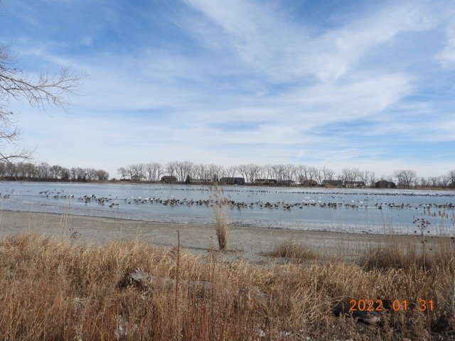 Swans & Geese Blue Lake 1.31.22 JN 02 DSCN6127.jpg