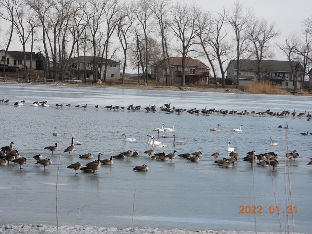 Swans & Geese Blue Lake 1.31.22 JN 03 DSCN6128.jpg