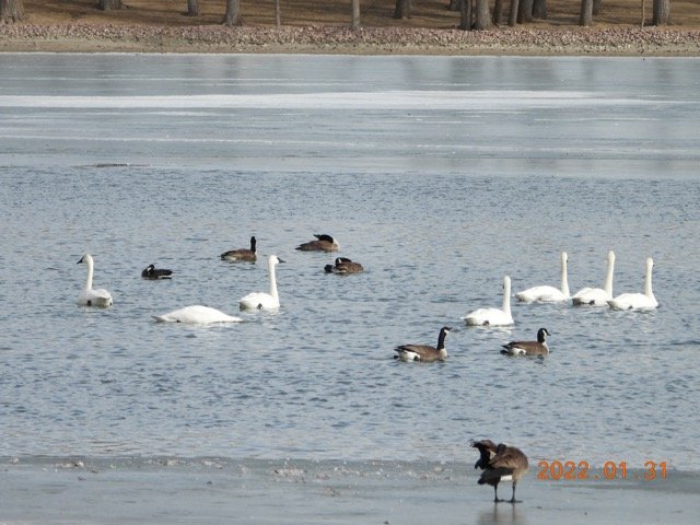 Swans & Geese Blue Lake 1.31.22 JN 04 DSCN6130.jpg