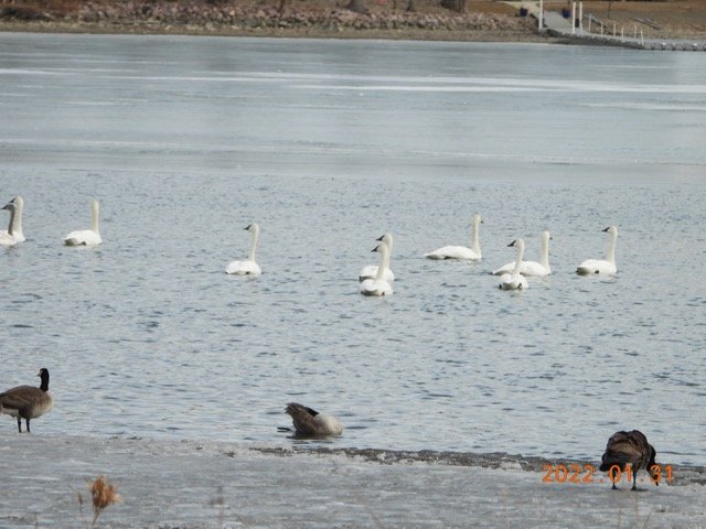 Swans & Geese Blue Lake 1.31.22 JN 05 DSCN6134.jpg