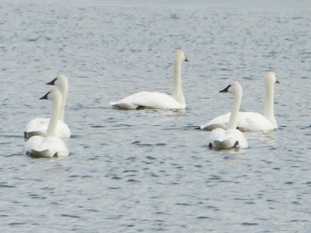 Swans & Geese Blue Lake 1.31.22 JN 06 RSCN6135.jpg