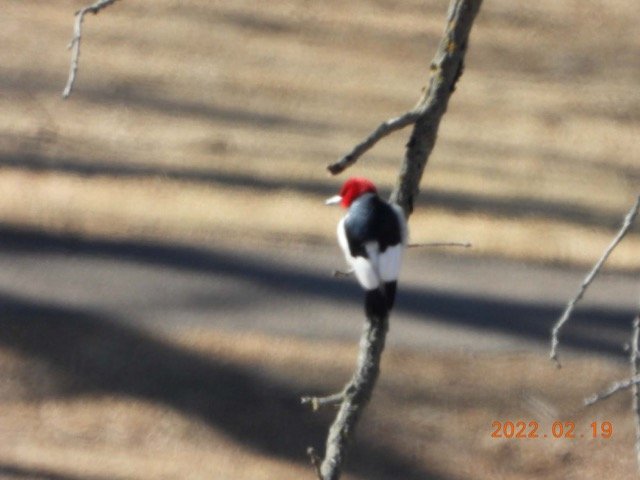 Red-headed Woodpecker GBBC BaconCreek 2.19.22 JN 03 SCN6288.jpg
