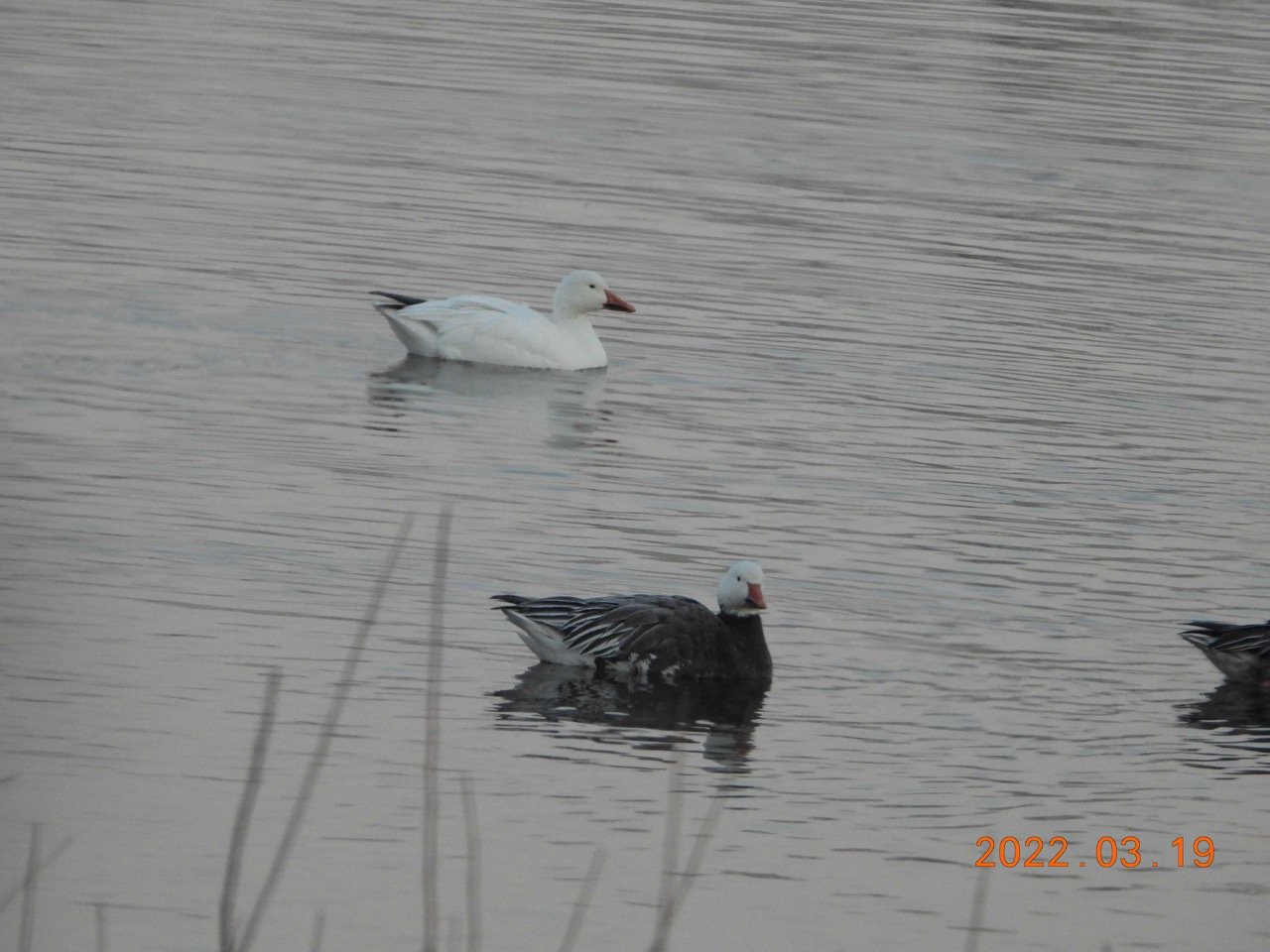 Snow Geese. White & Blue Color  Blue Lake  JN 01 DSCN6405.jpg