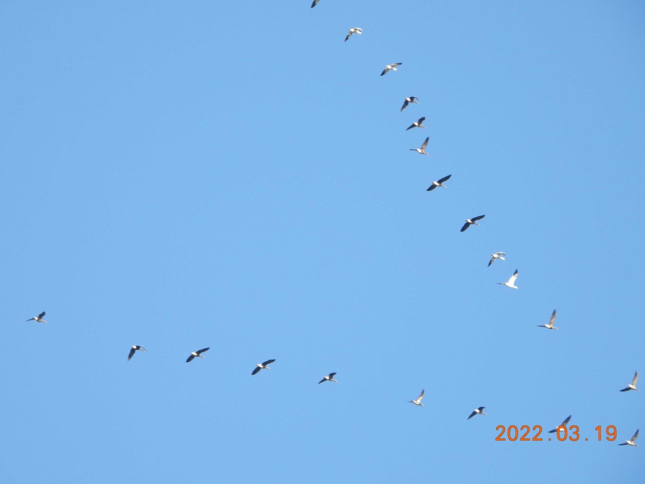 Snow Geese & Greater White Front Geese  Blue Lake 3.19.22  LHAS Outing  JN 03 DSCN6413.jpg