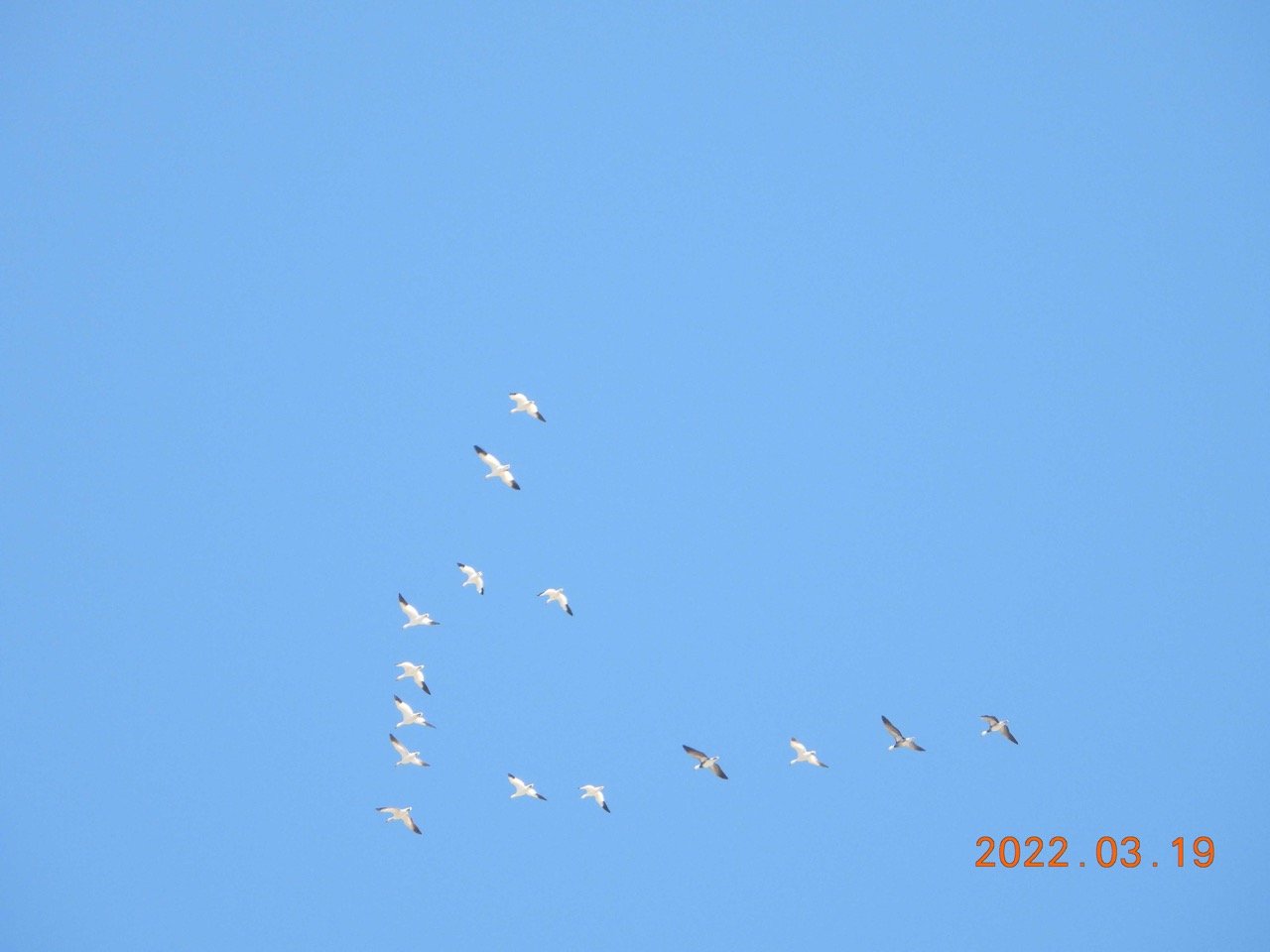 Snow Geese  +        Blue Lake 3.19.22 LHAS Outing JN  08 DSCN6503 (2).jpg