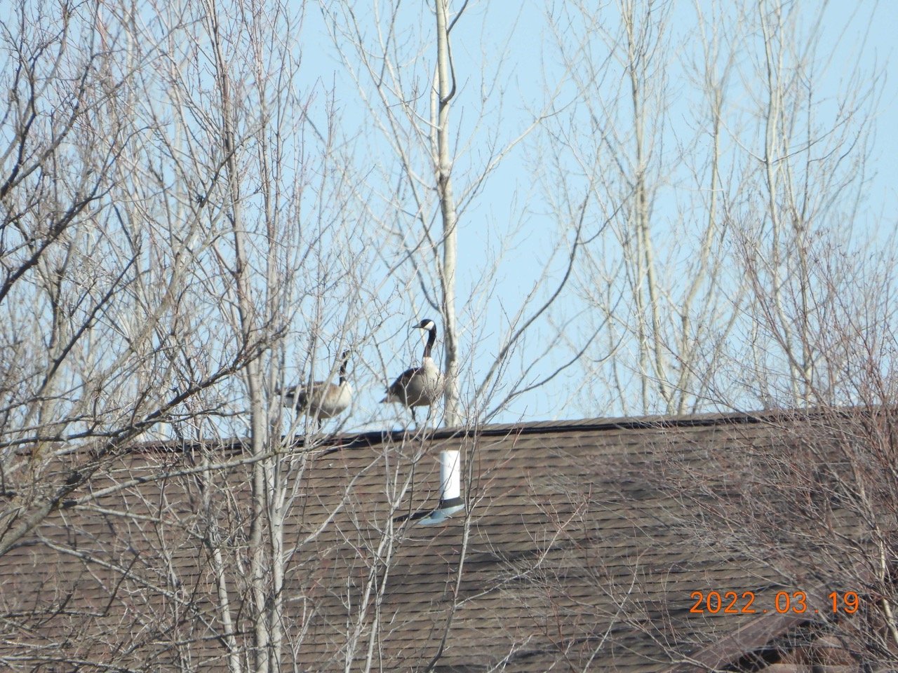 C Geese on Roof         Blue Lake 3.19.22 LHAS Outing JN  02 DSCN6498.jpg