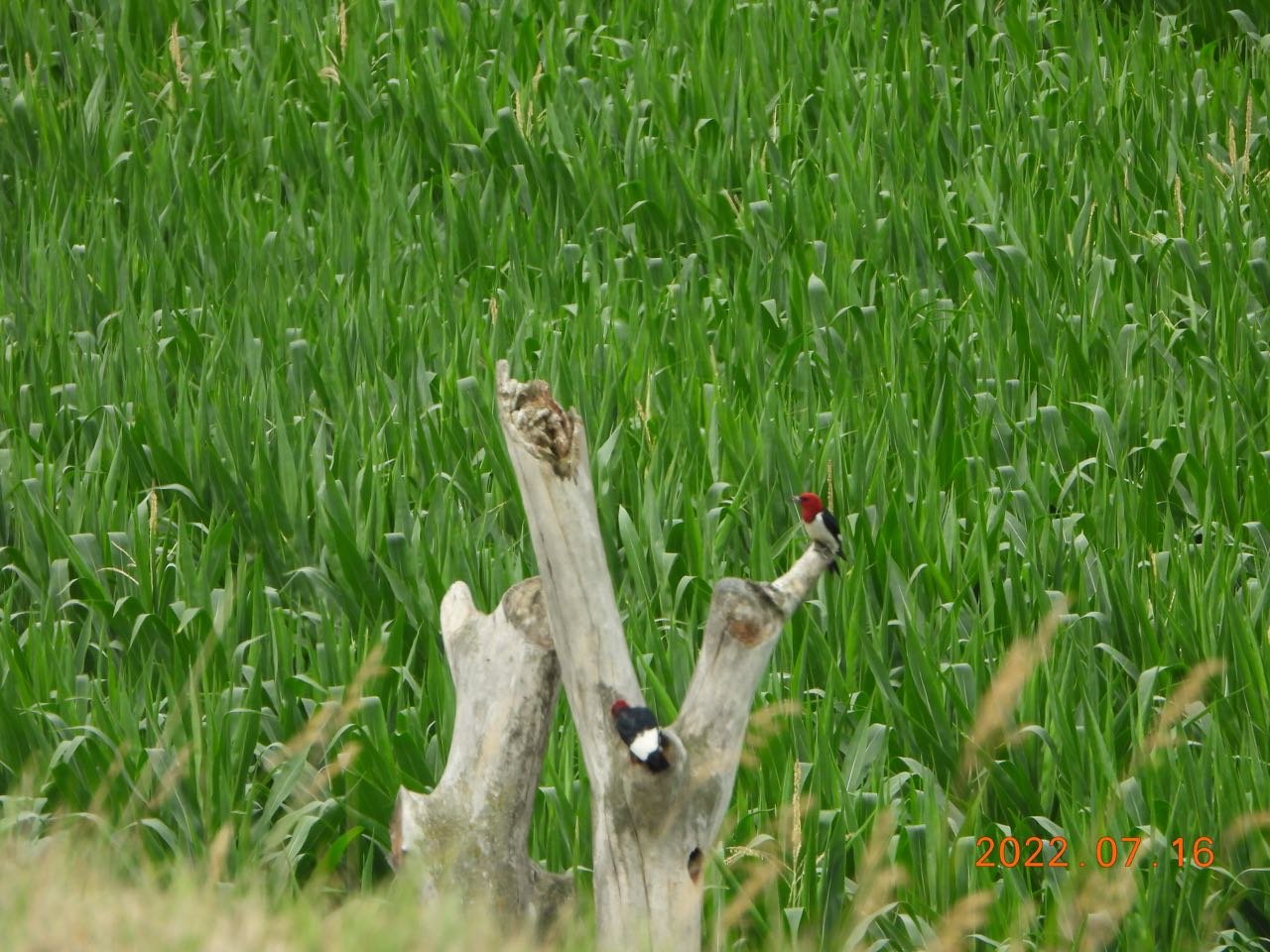 9 LHAS Outing 7.16.22 Broken Kettle                       Red-headed Woodpecker JN 01 7206DSCN7236.jpg
