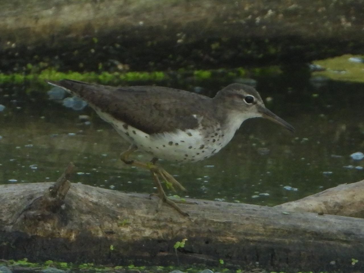 LHAS Outing 8.13.2022  Adams Homestead Spotted Sandpiper JN  RSCN7571.jpg