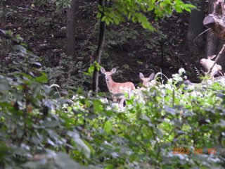 Famiy of Deer LHAS Outing Stone Park,  -Woods at Pammel Valley  9.10.22  JN 02 DSCN7913 (1).jpg