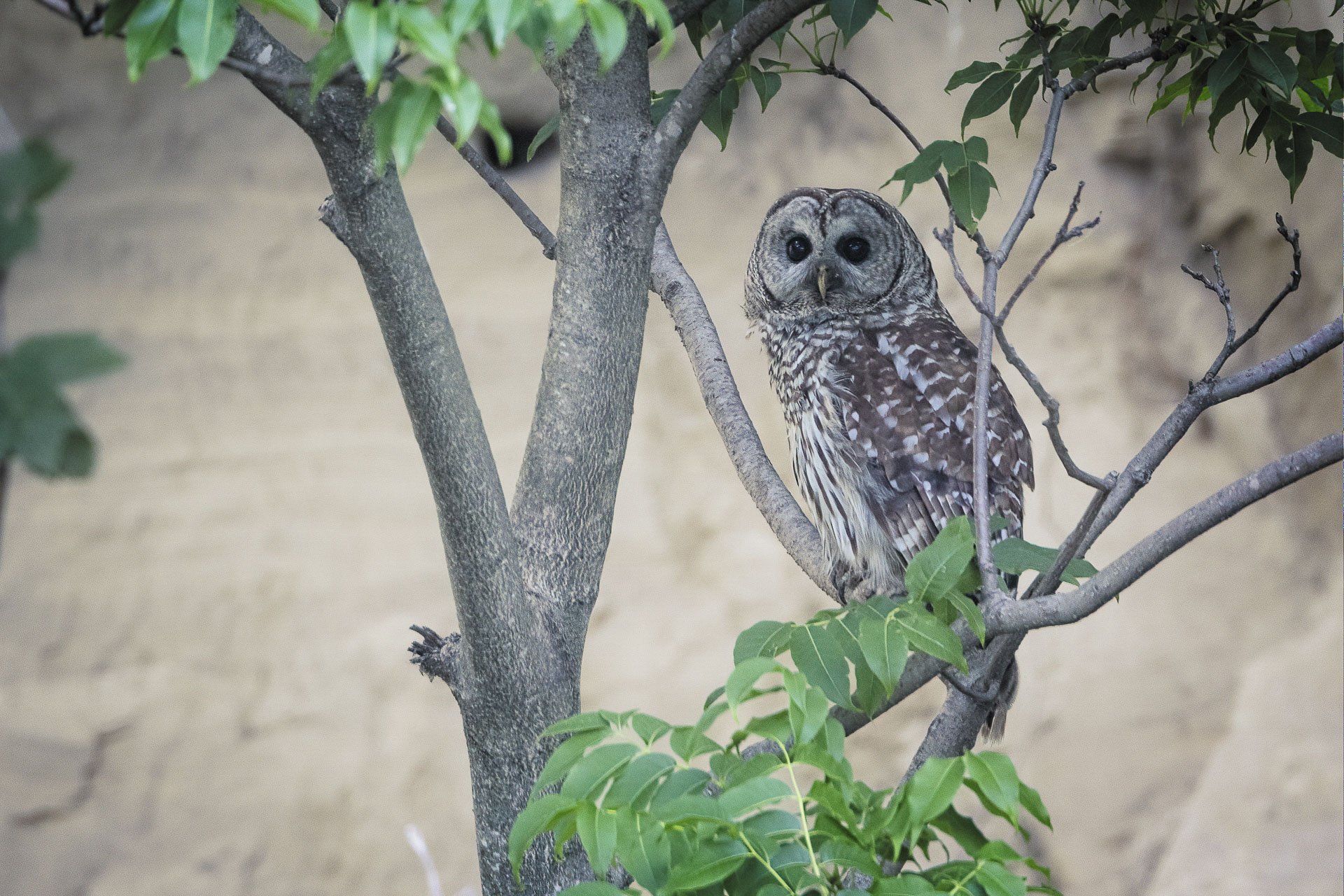 Barred Owl-.jpg