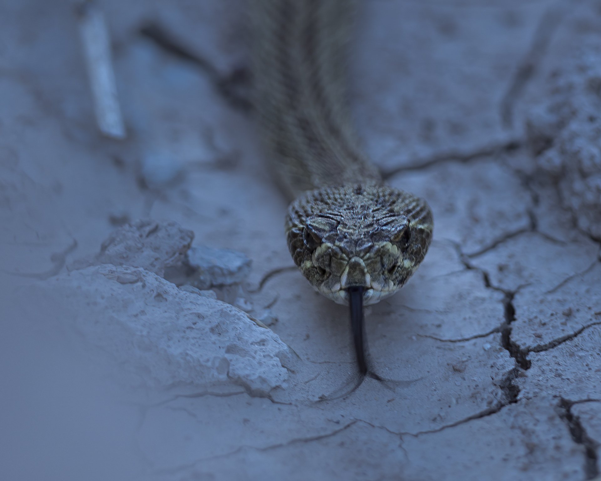 Prairie Rattlesnake-.jpg