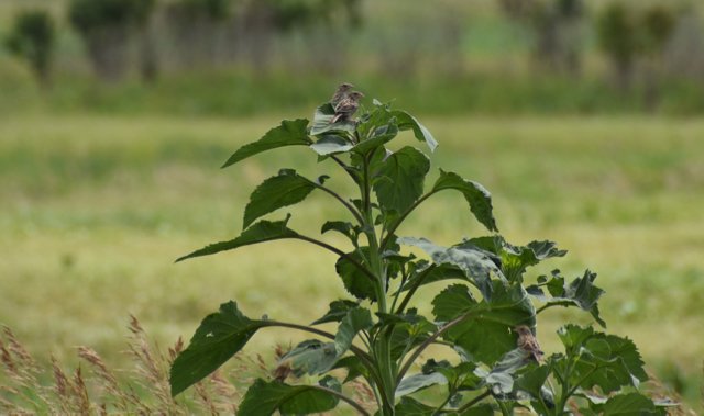 Grasshopper Sparrows Owego.jpg