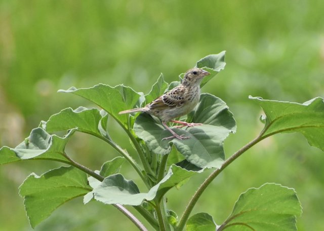 Grasshopper Sparrows Owego 2a.jpg
