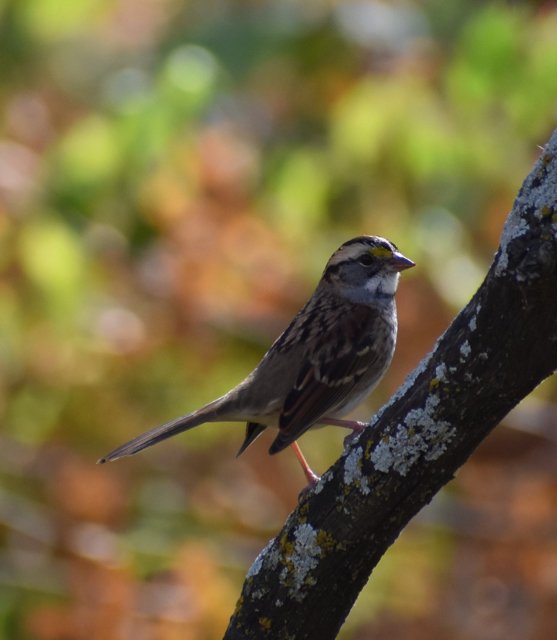 White Throated Sparrow in Bondurant 10-22-22.jpg