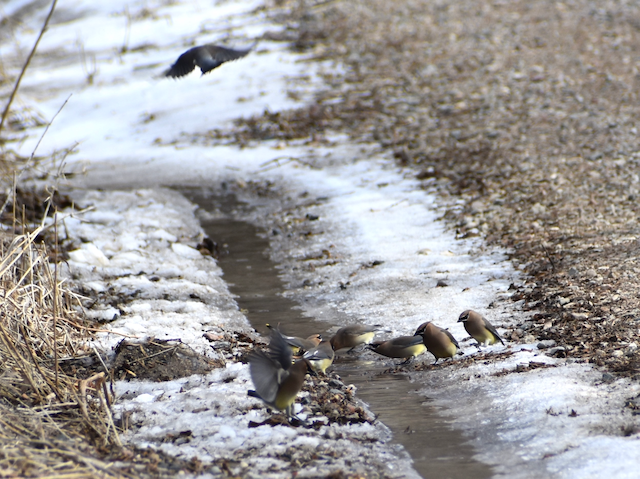 Cedar Waxwings 3.png