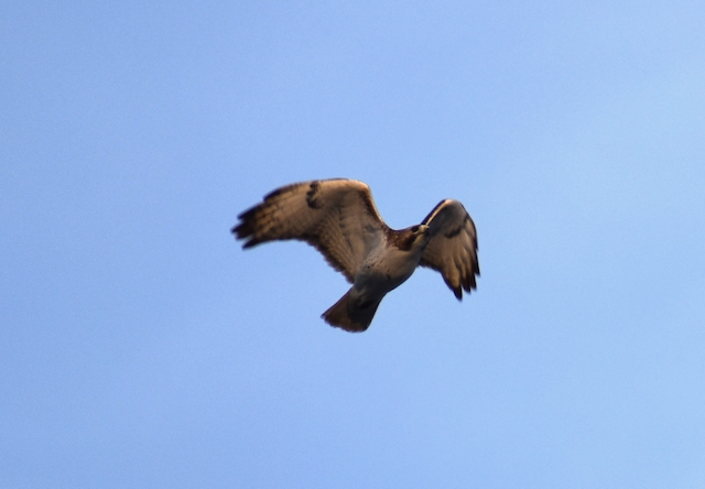 Red Tailed Hawk - Perry Creek trail 2-18-23.png