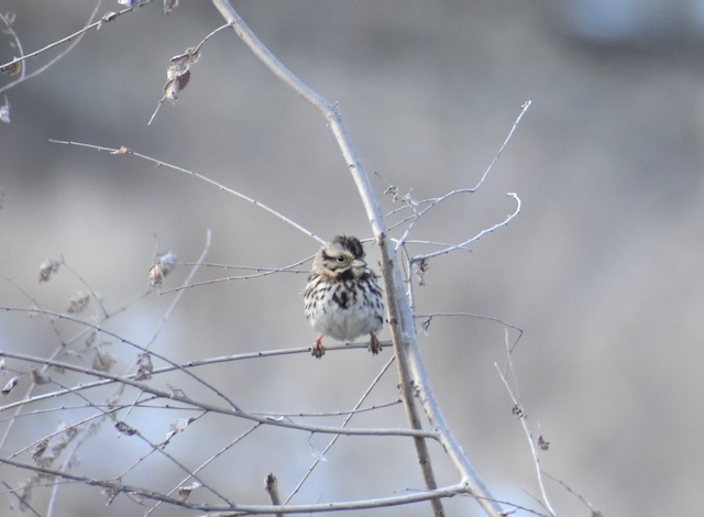 Song Sparrow b - Perry Creek Trail.png