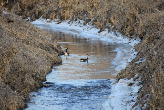 Geese on Perry Creek.png