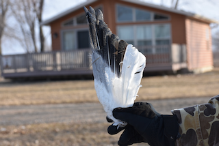 Snow Goose Wing Feather Found - Snyder Bend.png