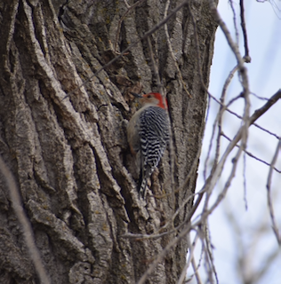 Red-bellied Woodpecker Browns Lake.png