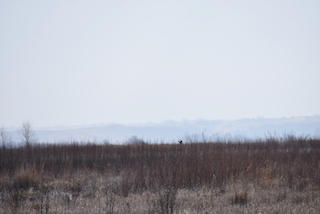 Pheasant Owego Wetlands.png