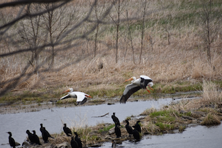 Buckskin Hills Pelicans flying over Cormorantsb.png