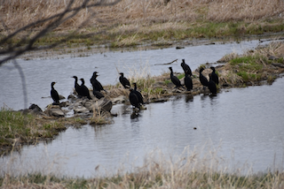 Double breasted Cormorants at Outingb.png