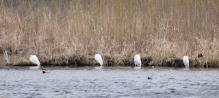 Great Egrets on Powder Creek WMAb.png